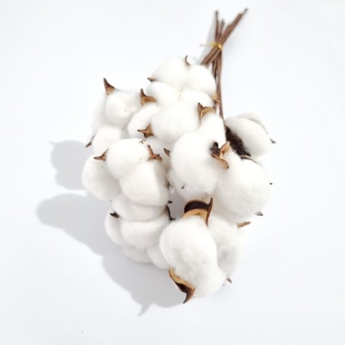 Ramo X 10 Tallos de Algodón